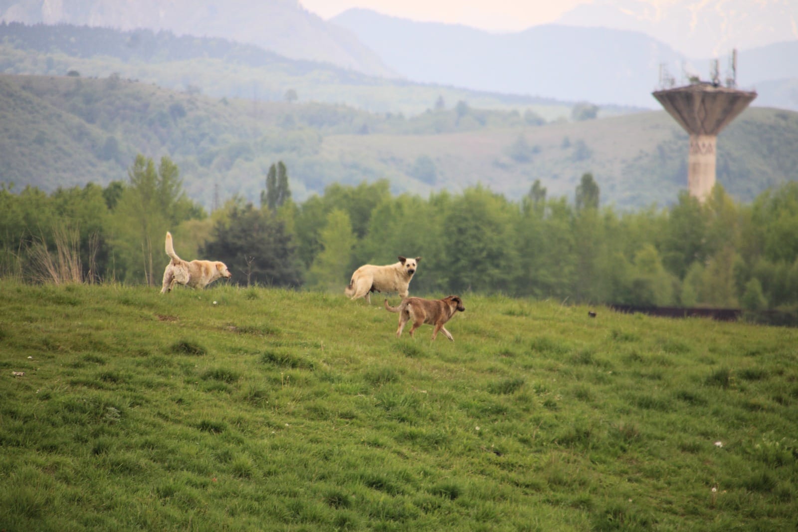 Campanie de capturare-sterilizare-adopție-relocare a câinilor comunitari din orașul nostru
